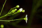 Seaside brookweed <BR>Water pimpernel